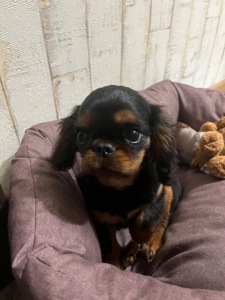 Кавалер Кінг Чарльз спанієль