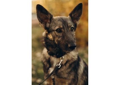 Не проходьте повз, придивіться, можливо, Лея чекає саме на вас? ❤️‍🩹