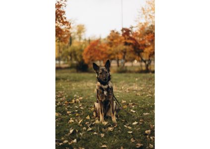 Не проходьте повз, придивіться, можливо, Лея чекає саме на вас? ❤️‍🩹