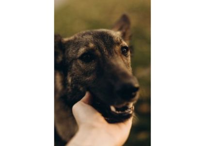 Не проходьте повз, придивіться, можливо, Лея чекає саме на вас? ❤️🩹