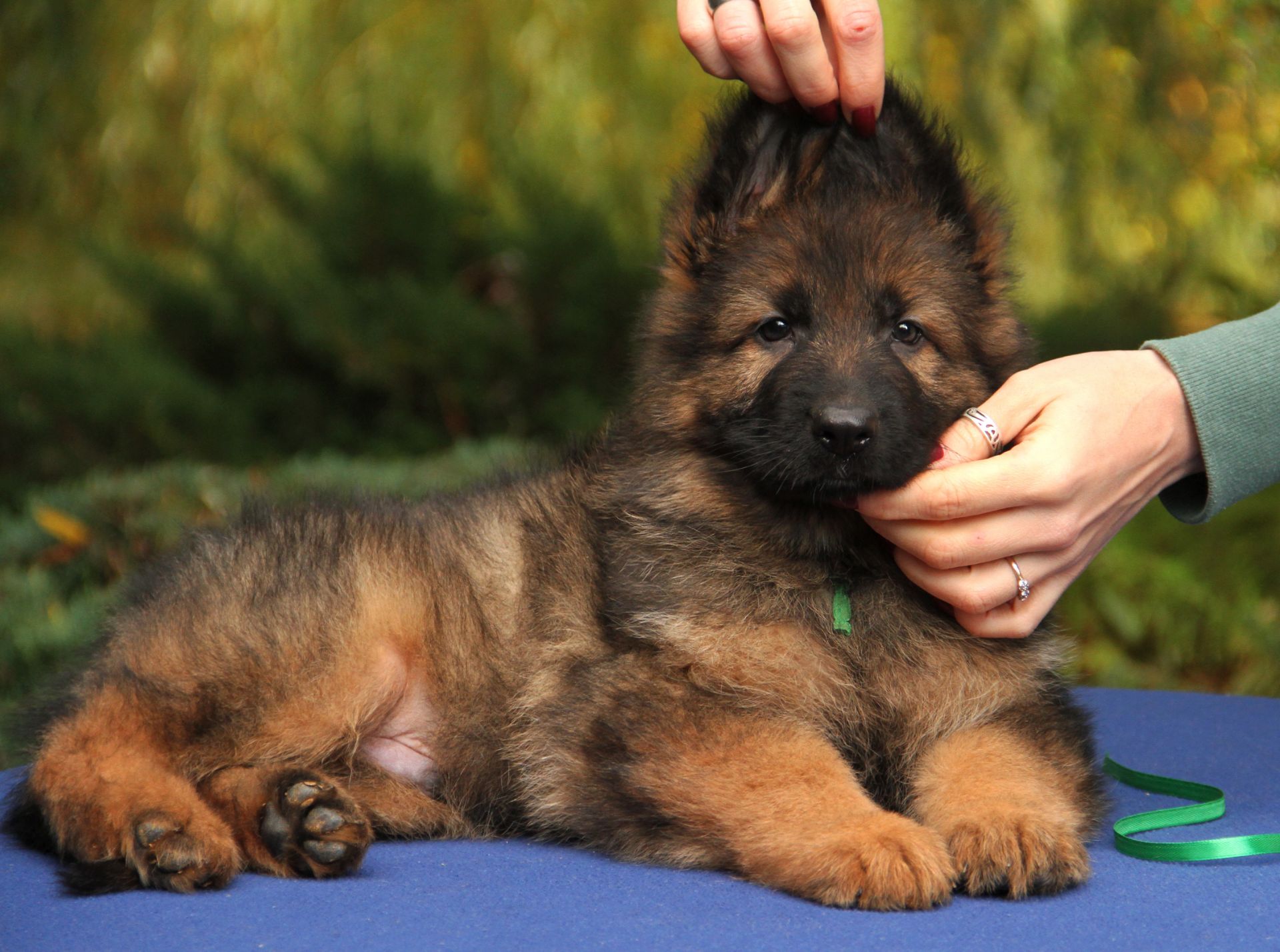 Довгошерстна німецька вівчарка - зонарного забарвлення