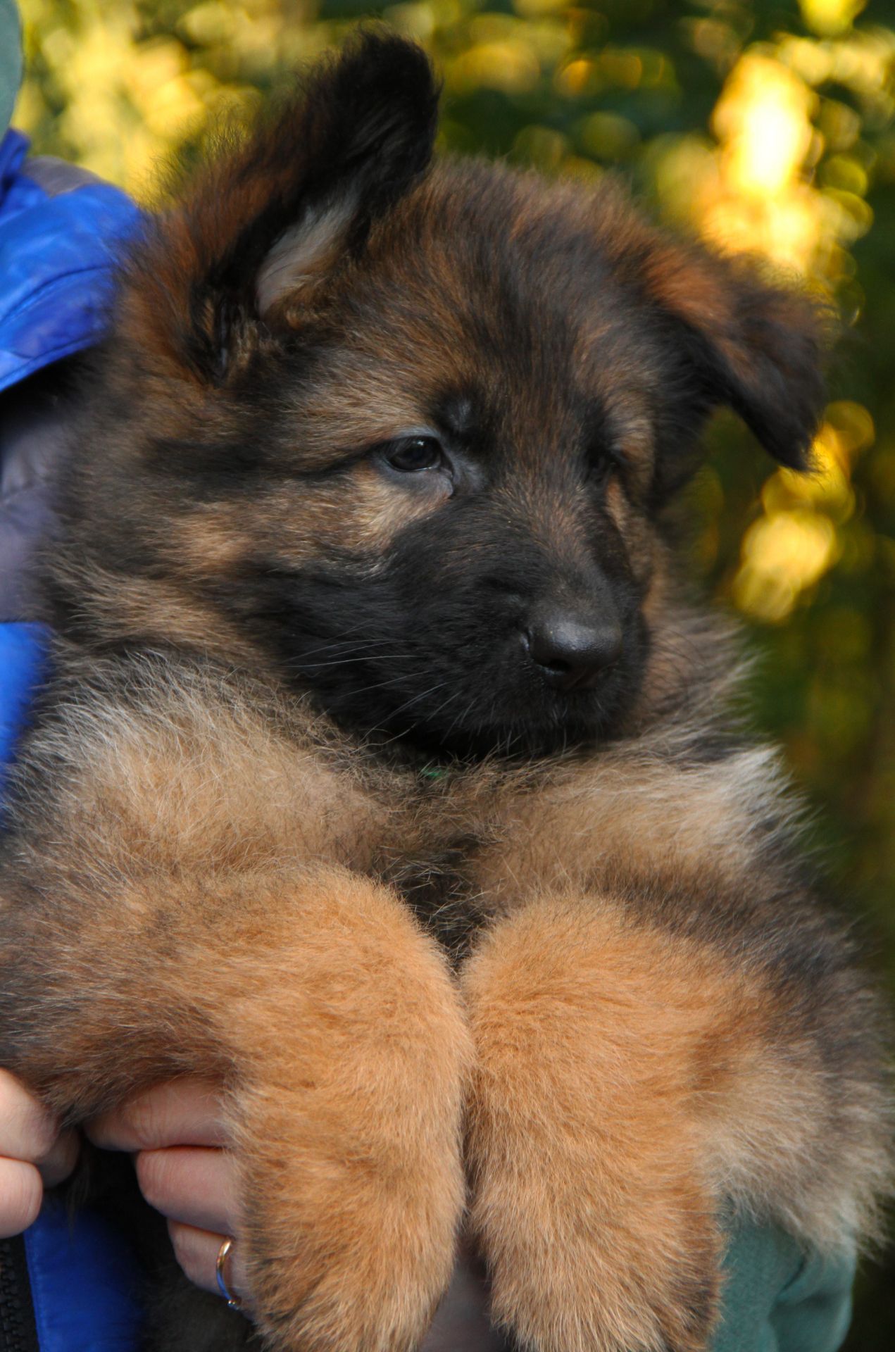 Довгошерстна німецька вівчарка - зонарного забарвлення
