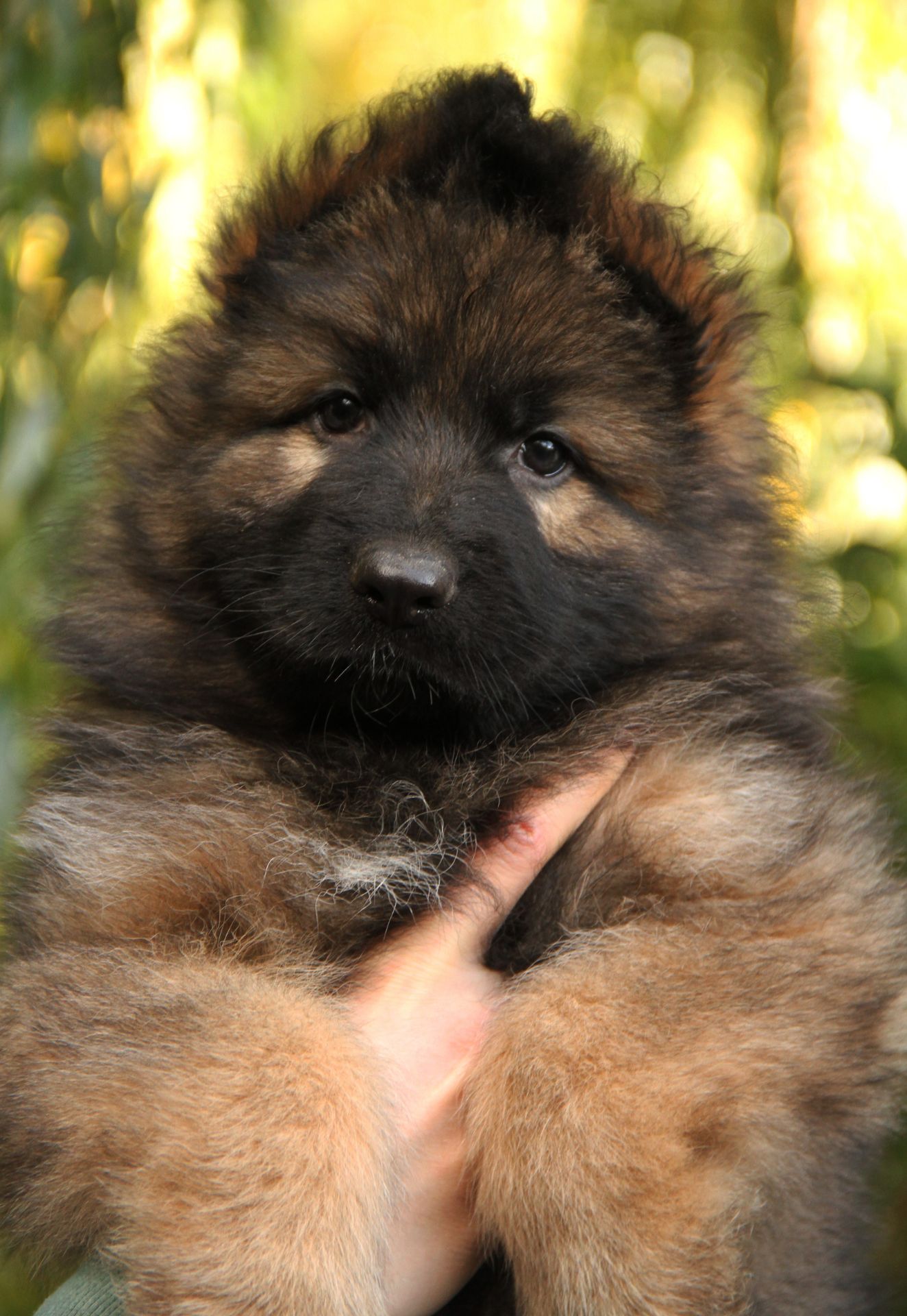 Довгошерстна німецька вівчарка - зонарного забарвлення