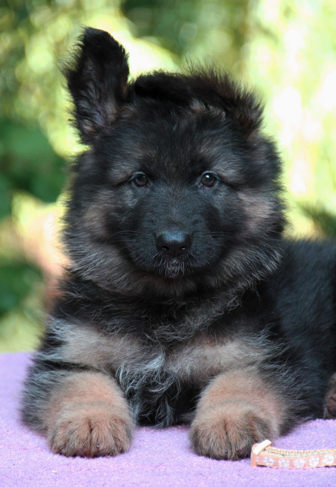 Німецька вівчарка, дш. Цуценята 3 місяці від проф розплідника КСУ