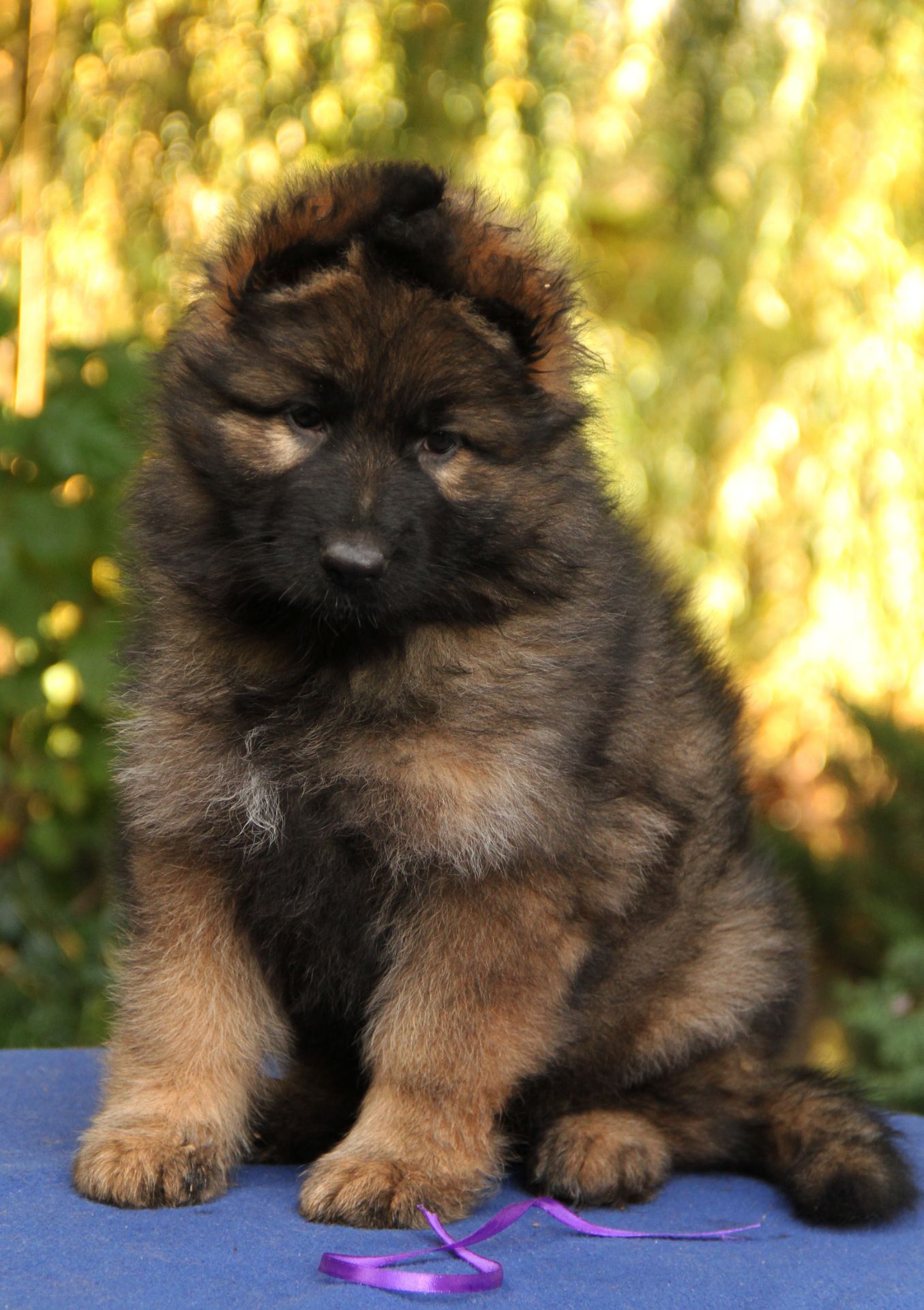 Довгошерстна німецька вівчарка - зонарного забарвлення