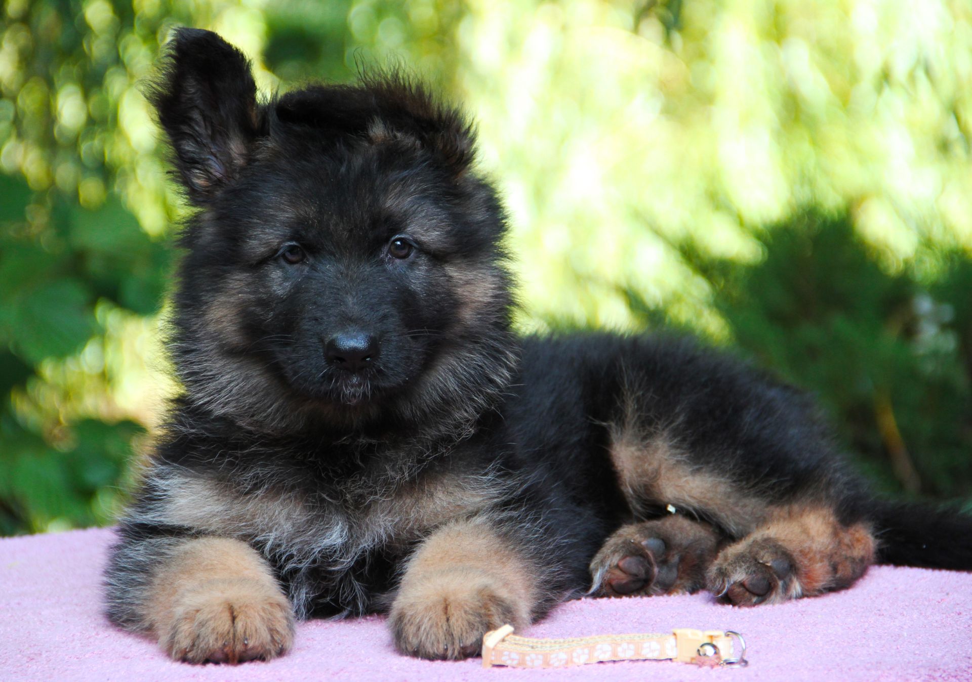 Німецька вівчарка, дш. Цуценята 3 місяці від проф розплідника КСУ