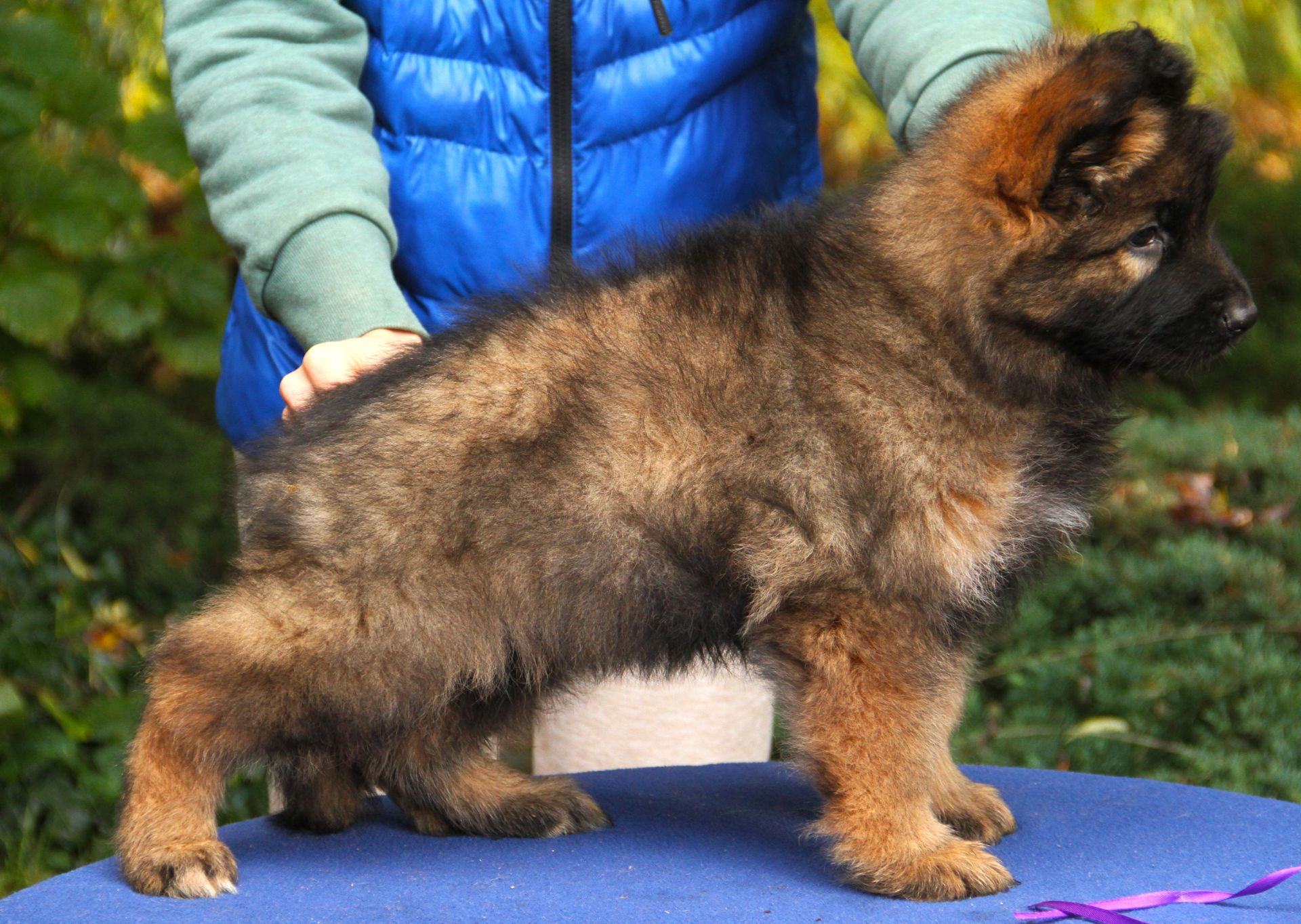 Довгошерстна німецька вівчарка - зонарного забарвлення