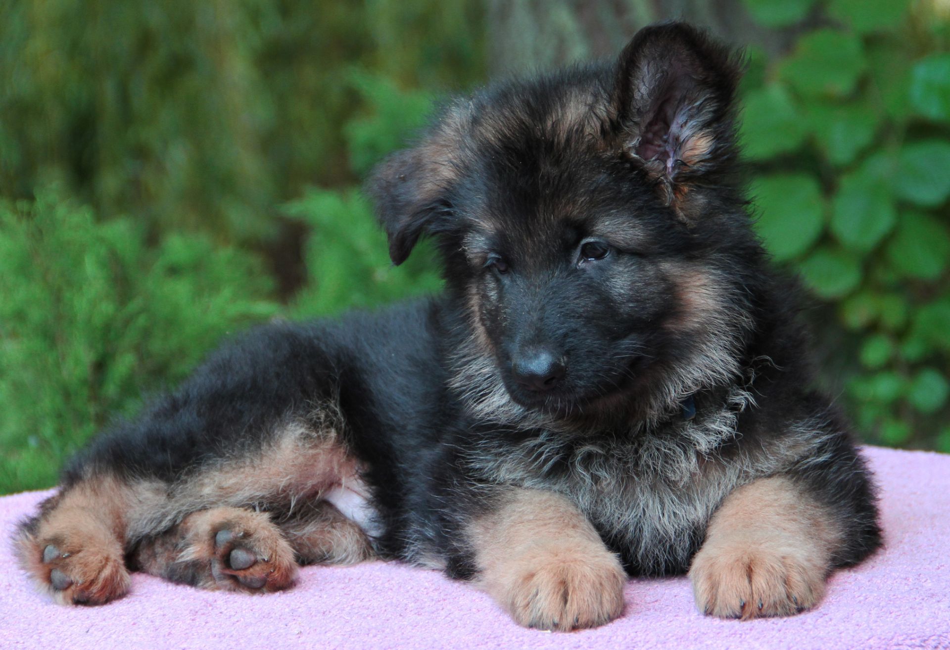 Німецька вівчарка, дш. Цуценята 3 місяці від проф розплідника КСУ