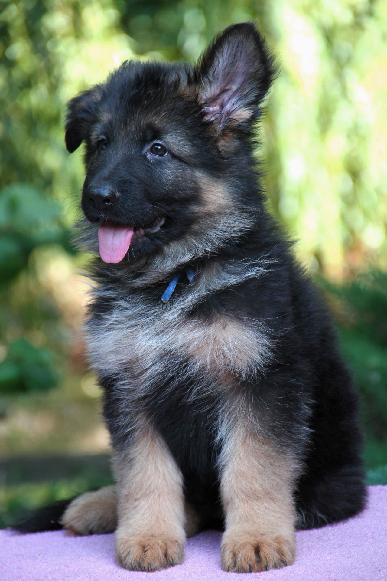 Німецька вівчарка, дш. Цуценята 3 місяці від проф розплідника КСУ