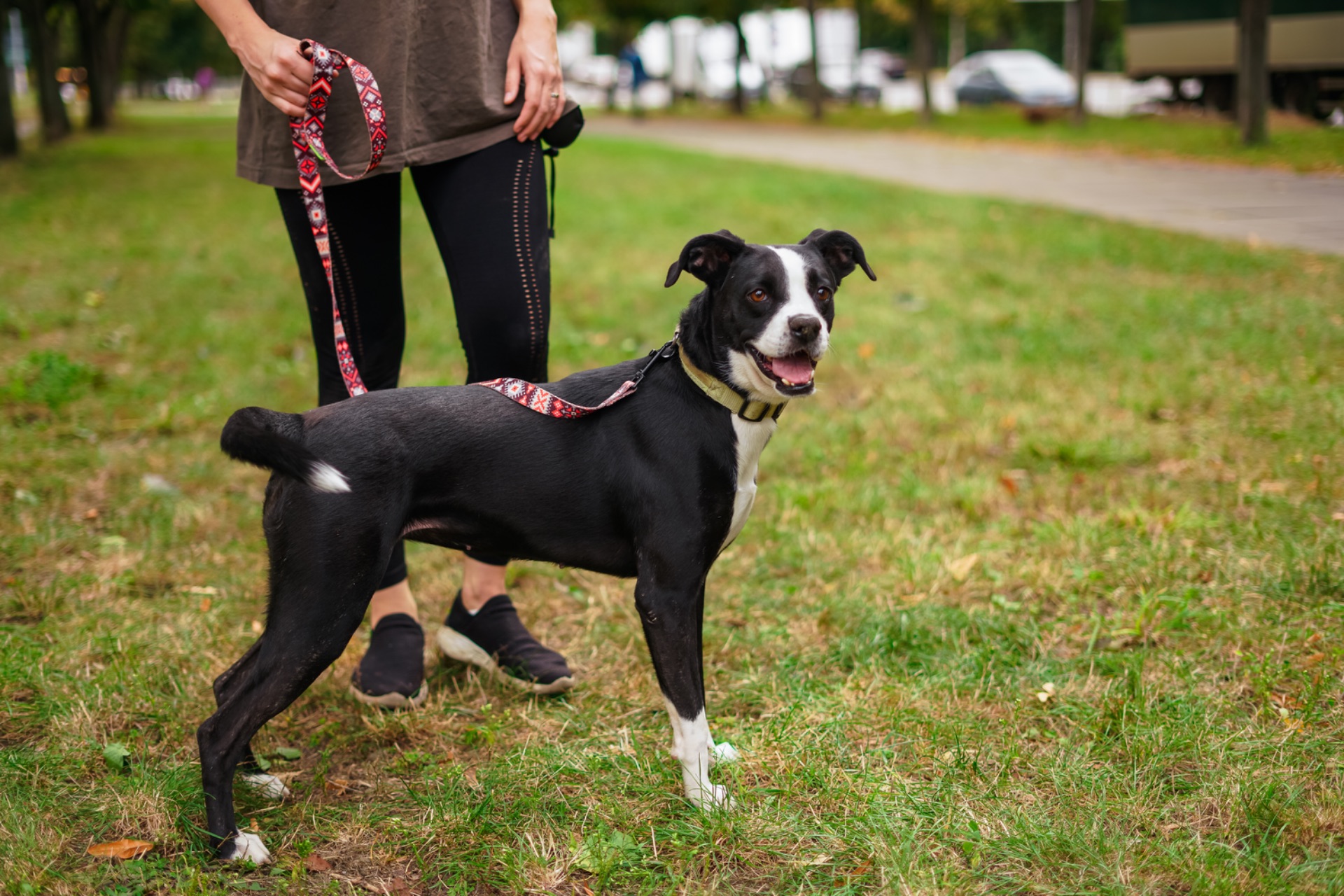 Метис боксера Булочка мріє про сімʼю!!
