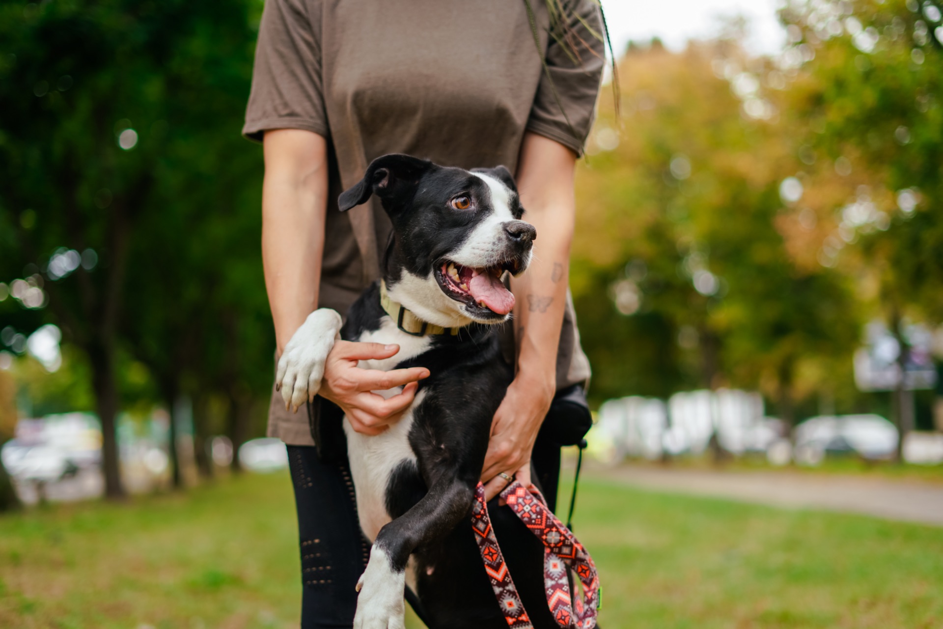 Метис боксера Булочка мріє про сімʼю!!