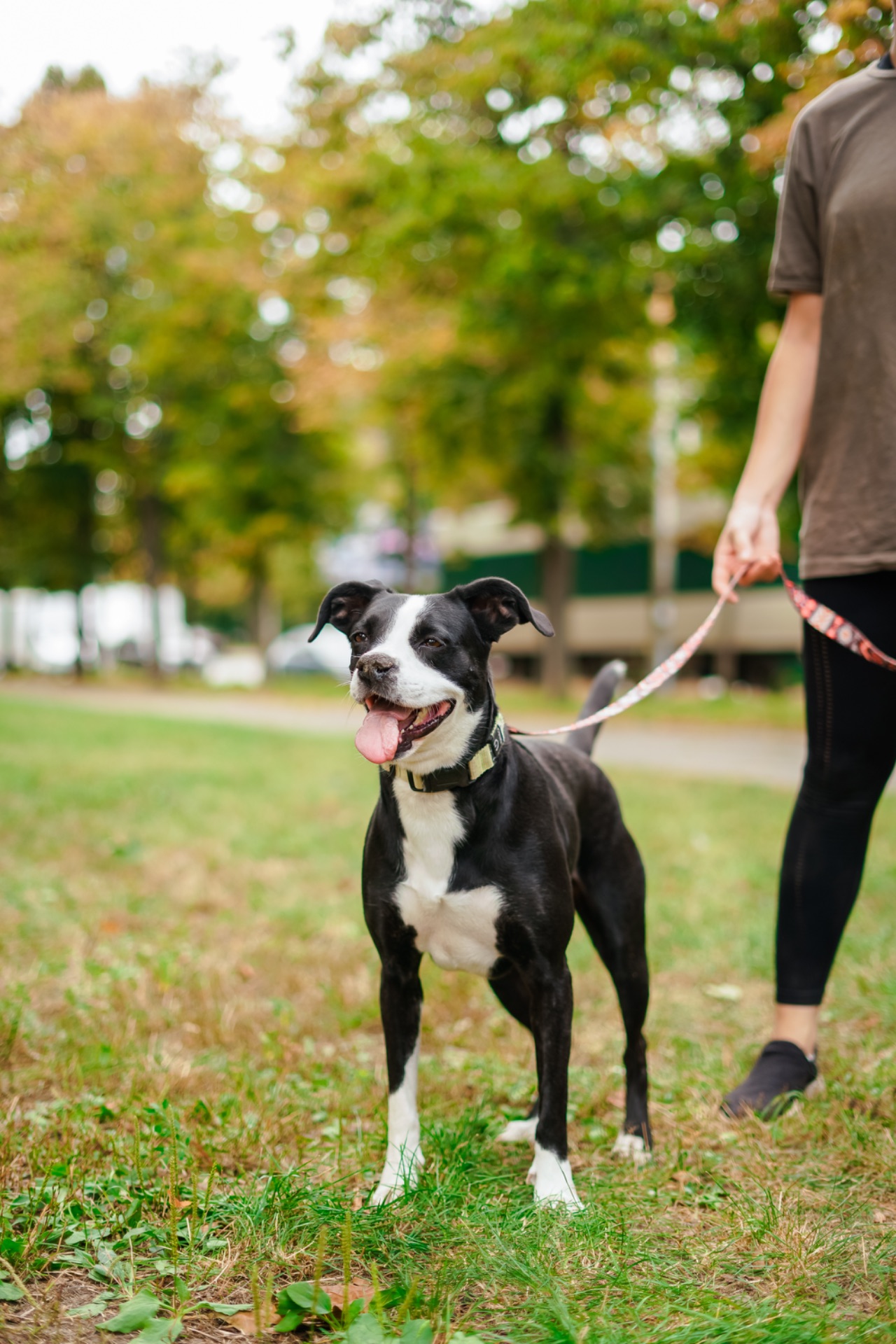 Метис боксера Булочка мріє про сімʼю!!