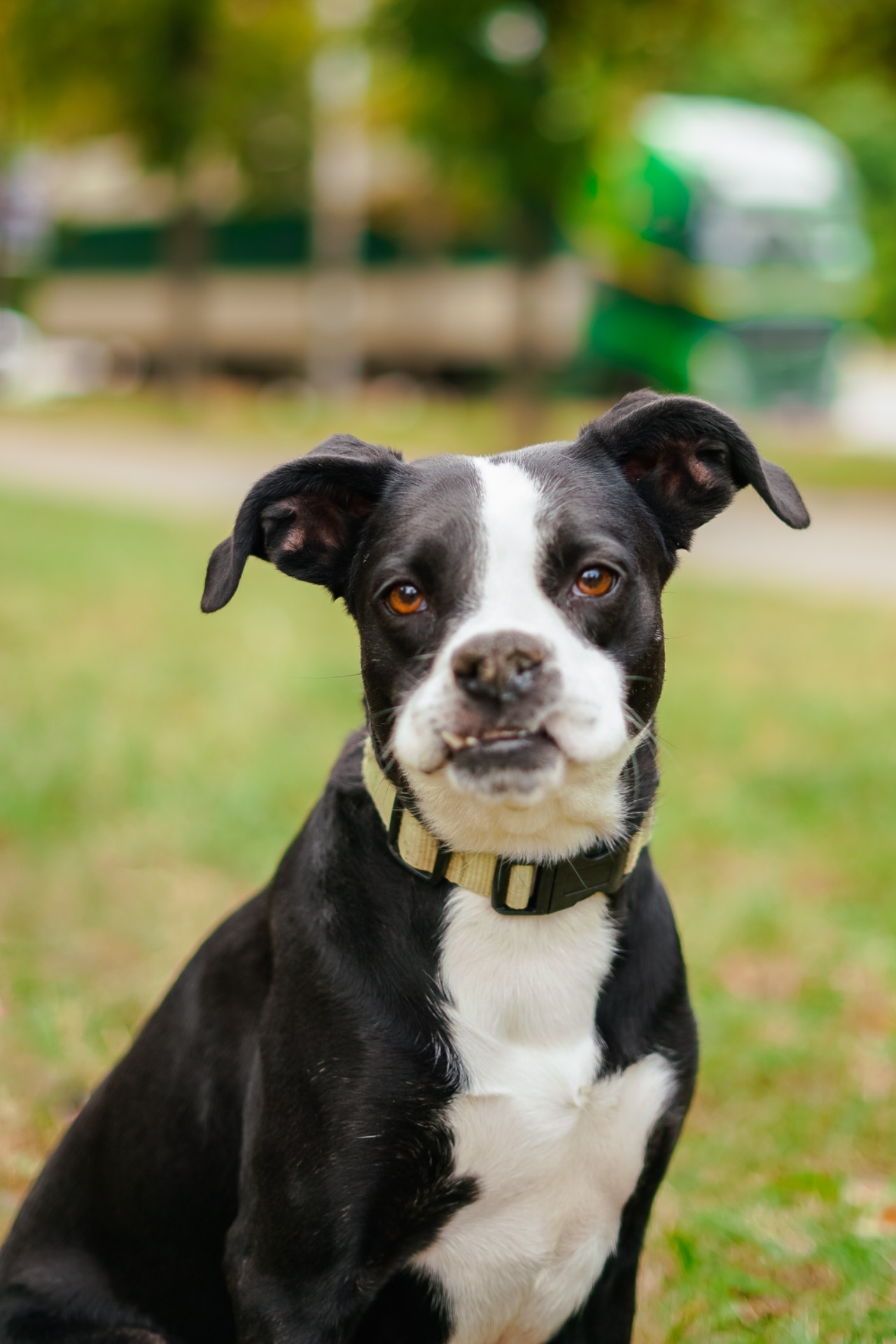 Метис боксера Булочка мріє про сімʼю!!