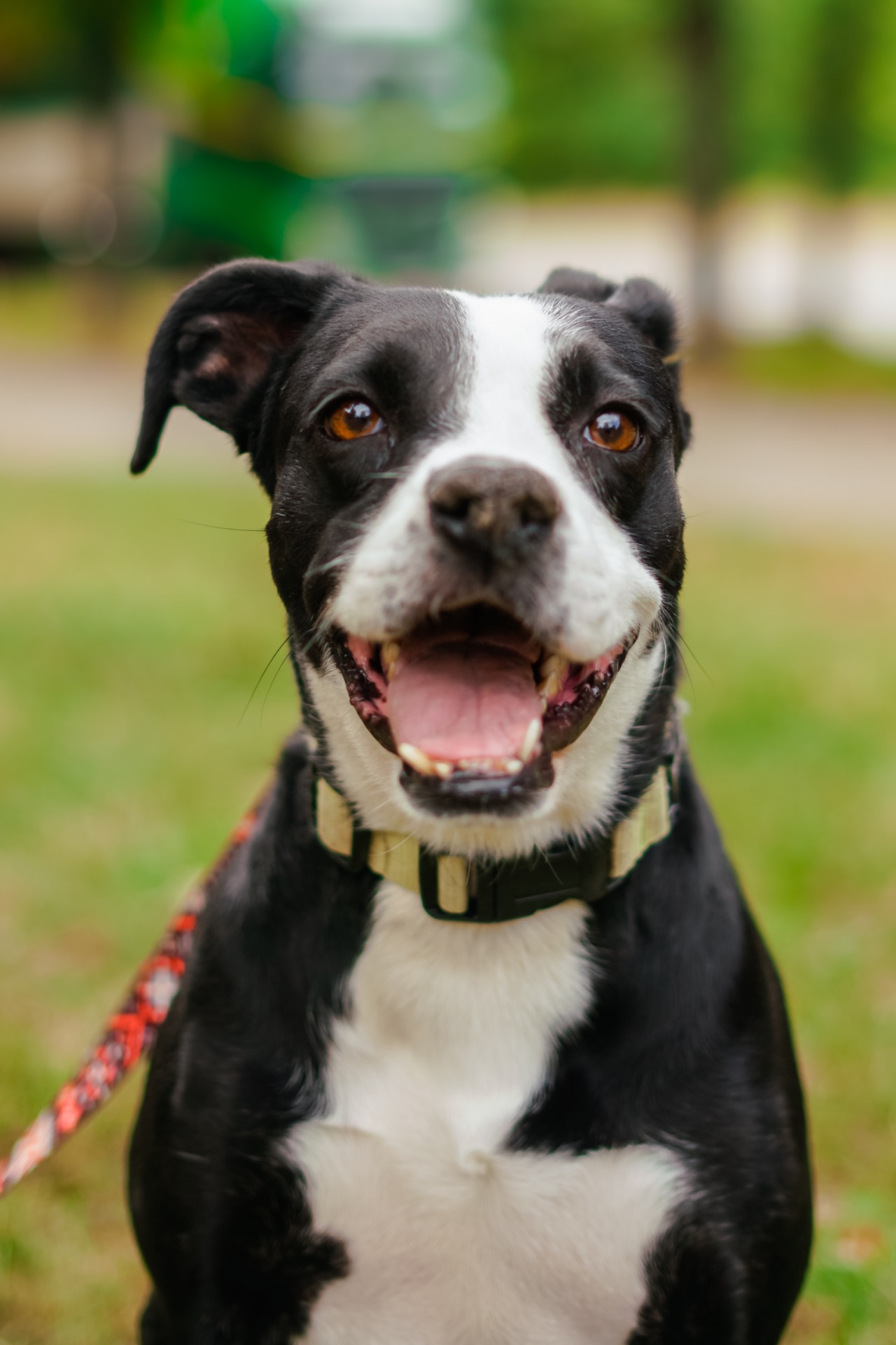 Метис боксера Булочка мріє про сімʼю!!