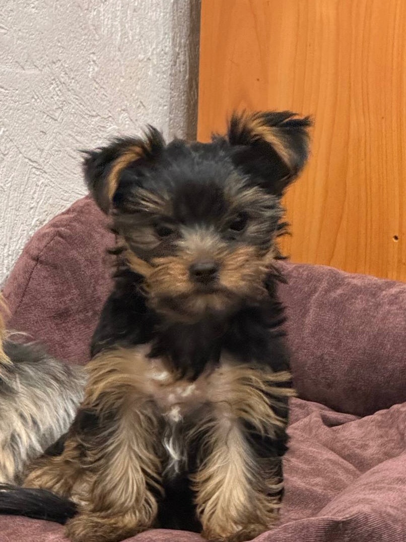 Продається цуценя йоркширського тер’єра!