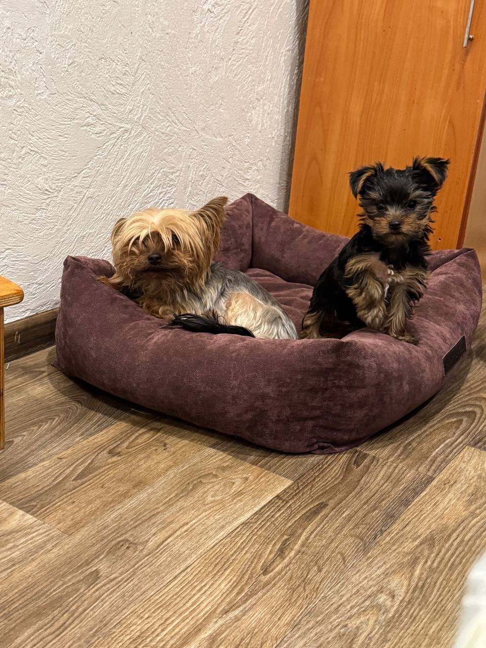 Продається цуценя йоркширського тер’єра!