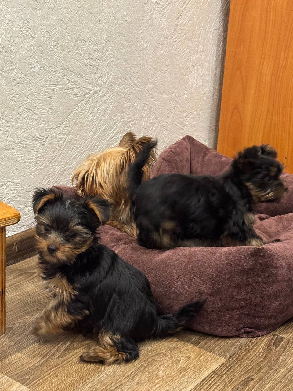 Продається цуценя йоркширського тер’єра!