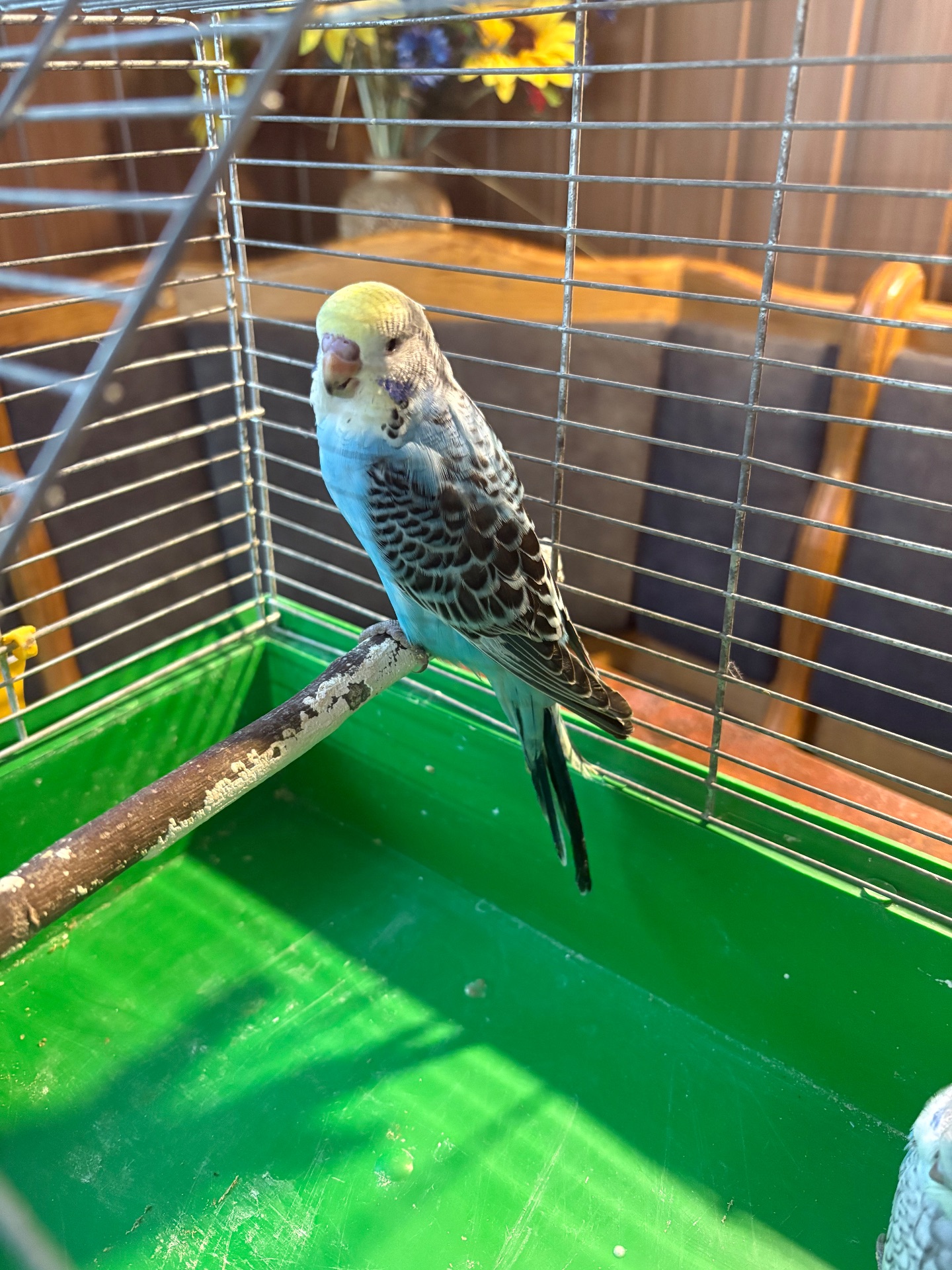 Хлопчик пів чех