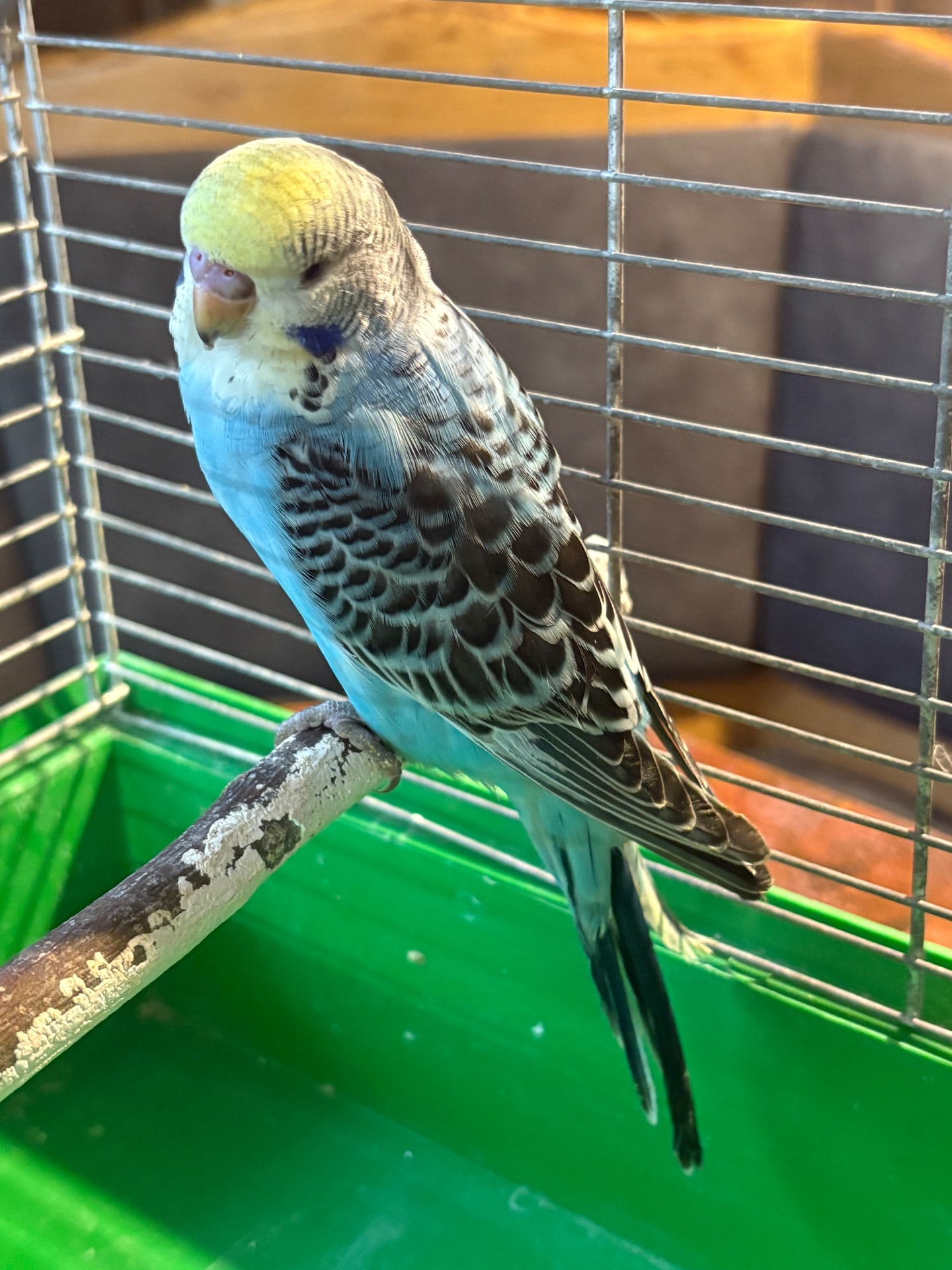 Хлопчик пів чех