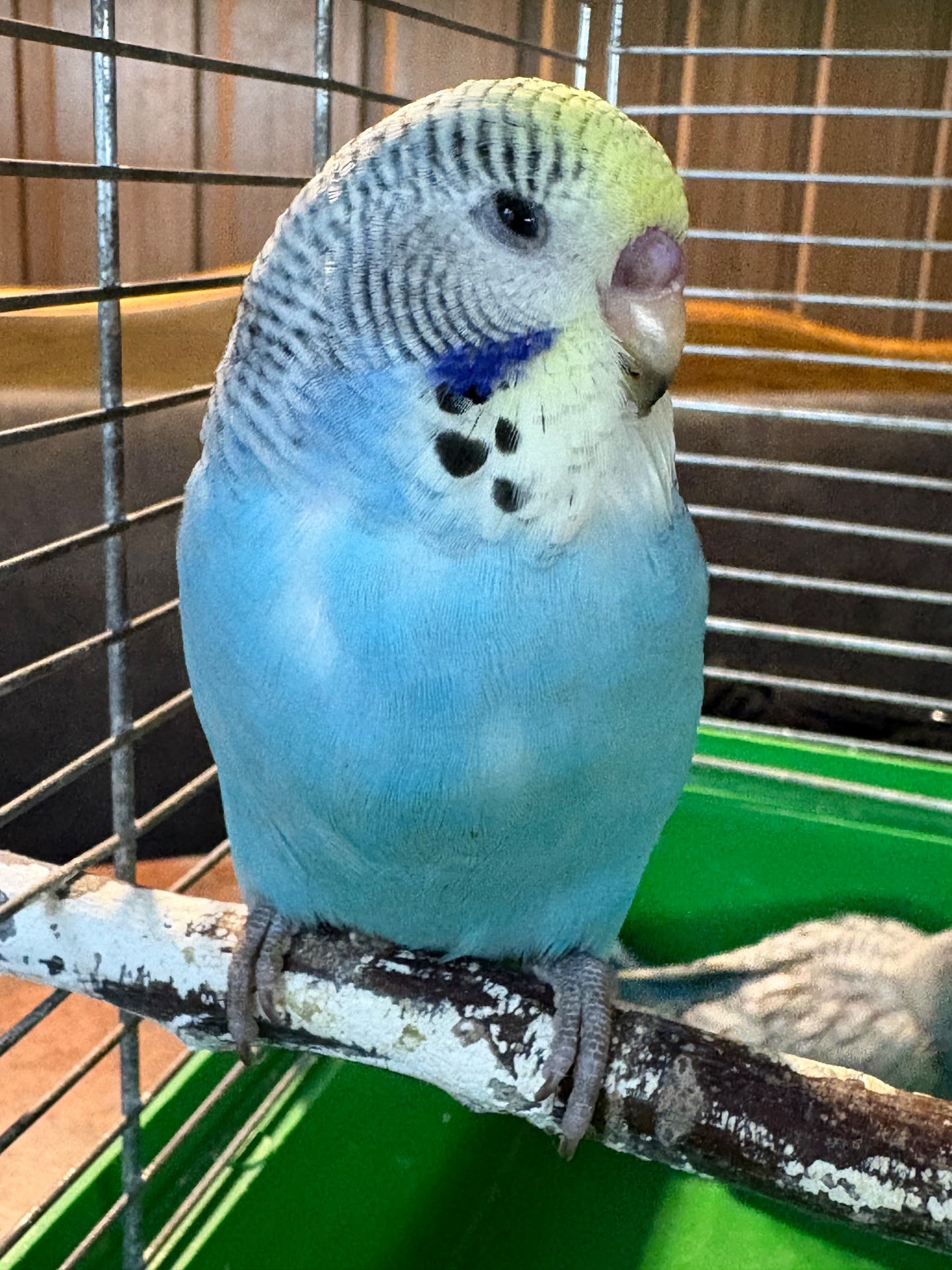 Хлопчик пів чех