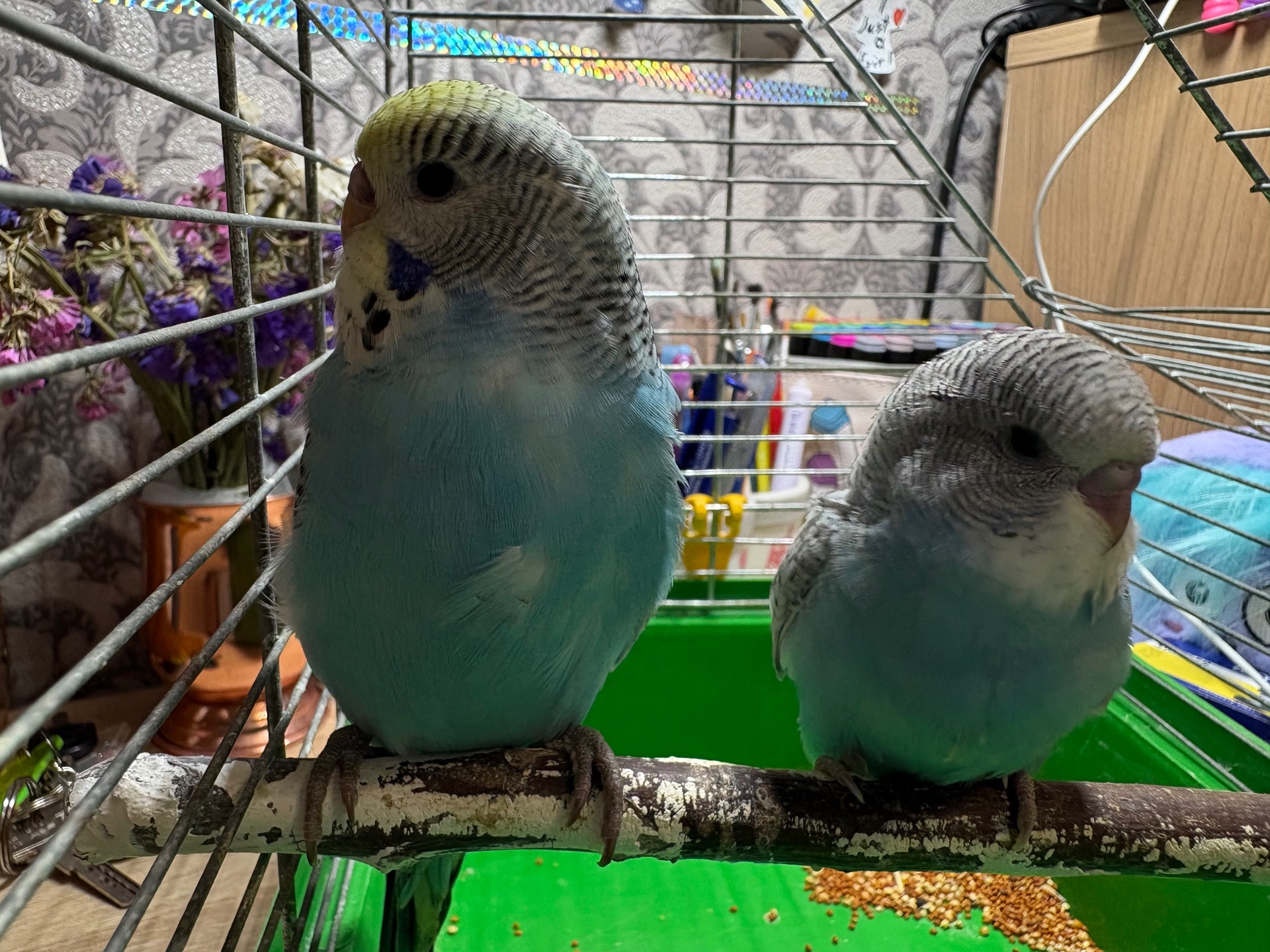 Хлопчик пів чех