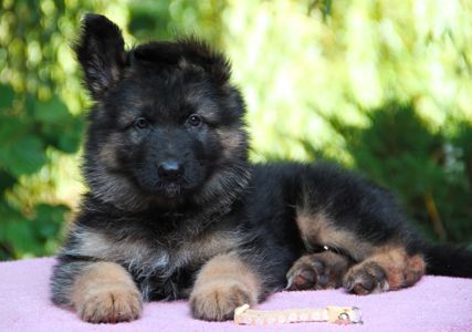 Німецька вівчарка, дш. Цуценята 3 місяці від проф розплідника КСУ