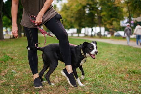 Метис боксера Булочка мріє про сімʼю!!