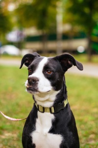 Метис боксера Булочка мріє про сімʼю!!