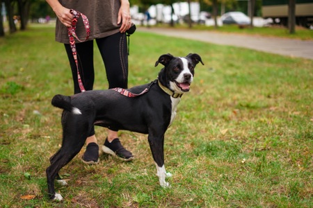 Метис боксера Булочка мріє про сімʼю!!