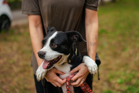 Метис боксера Булочка мріє про сімʼю!!