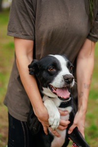Метис боксера Булочка мріє про сімʼю!!