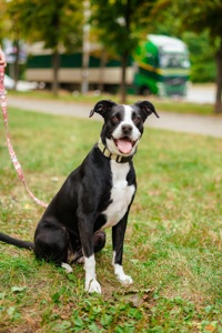 Метис боксера Булочка мріє про сімʼю!!