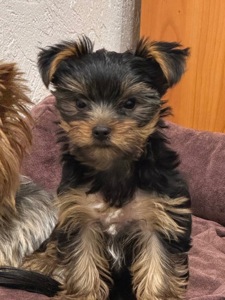 Продається цуценя йоркширського тер’єра!