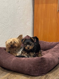 Продається цуценя йоркширського тер’єра!