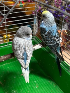 Хлопчик пів чех