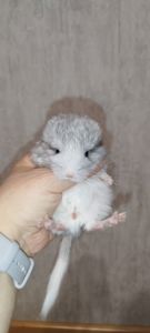 Шиншила Хлопчик Білий Вільсона нкпа