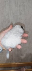 Шиншила Хлопчик Білий Вільсона нкпа