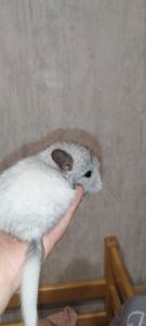 Шиншила Хлопчик Білий Вільсона нкпа