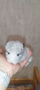 Шиншила Хлопчик Білий Вільсона нкпа