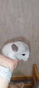 Шиншила Хлопчик Білий Вільсона нкпа