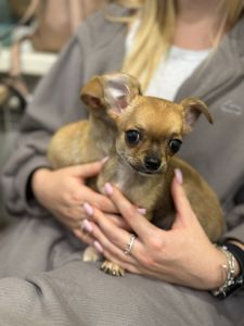 Міні чихуахуа