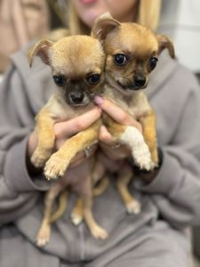 Міні чихуахуа