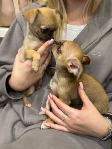 Міні чихуахуа