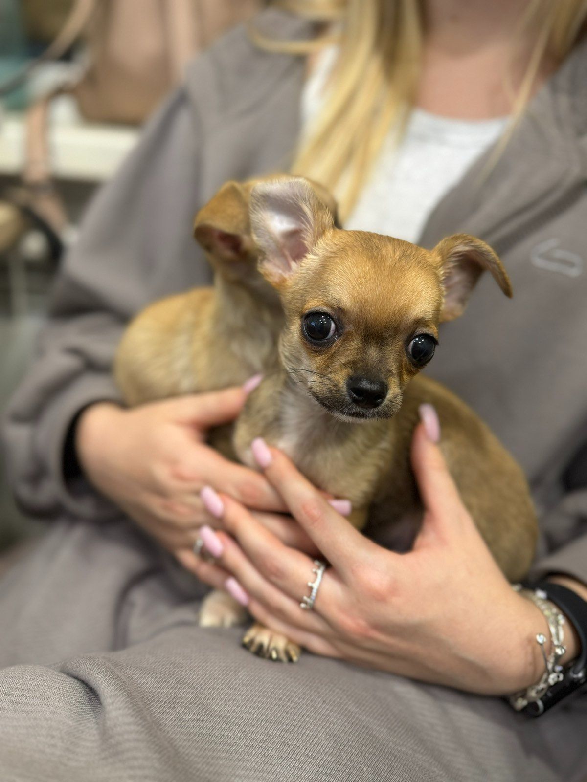 Міні чихуахуа