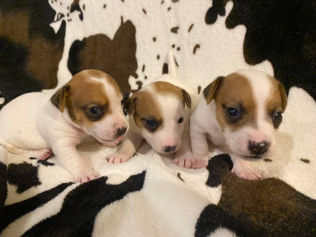 Щенки Джек Рассел терьер