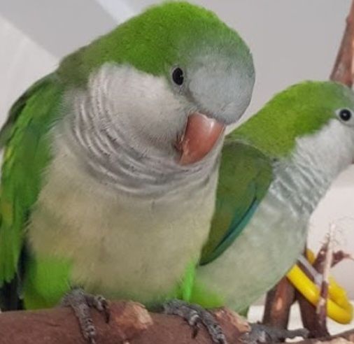 Монахи малыши