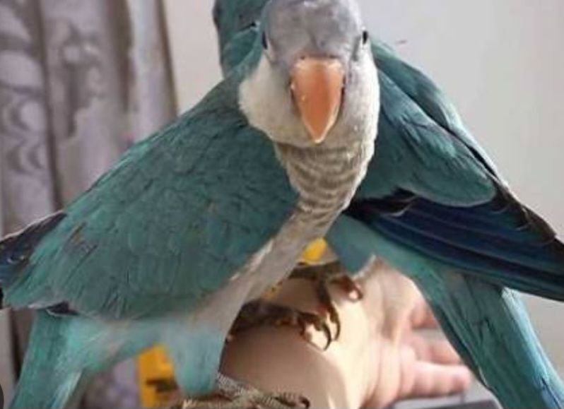 Монахи малыши