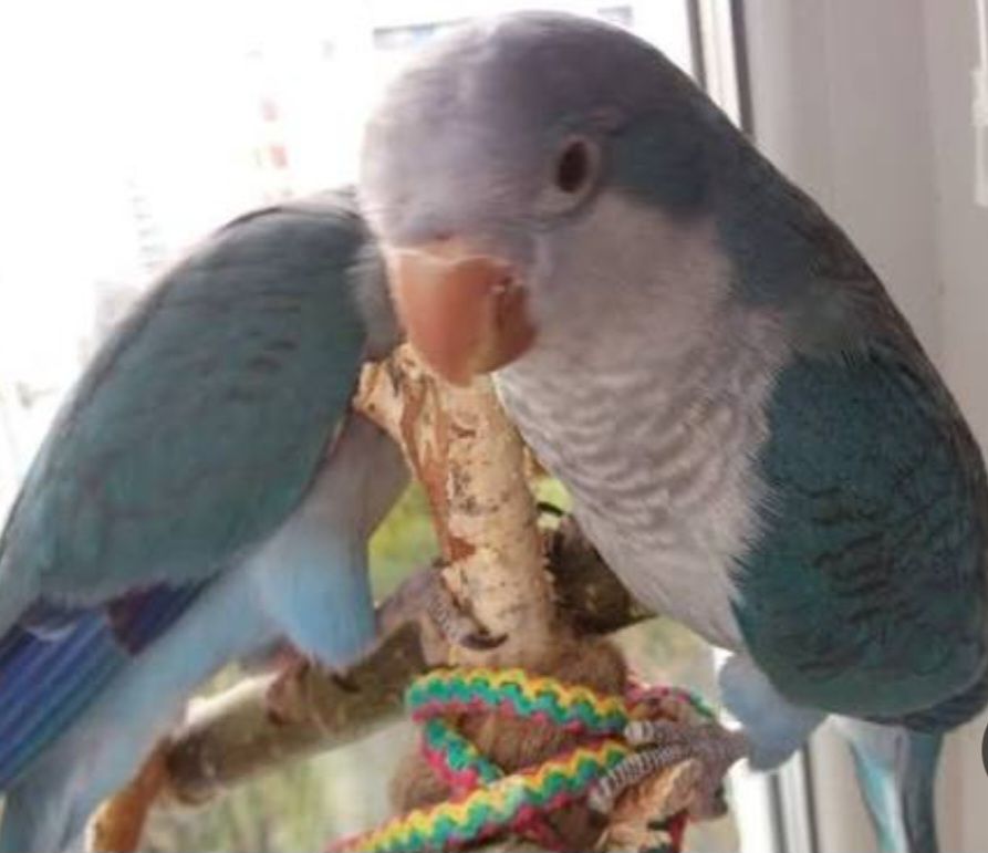 Монахи малыши