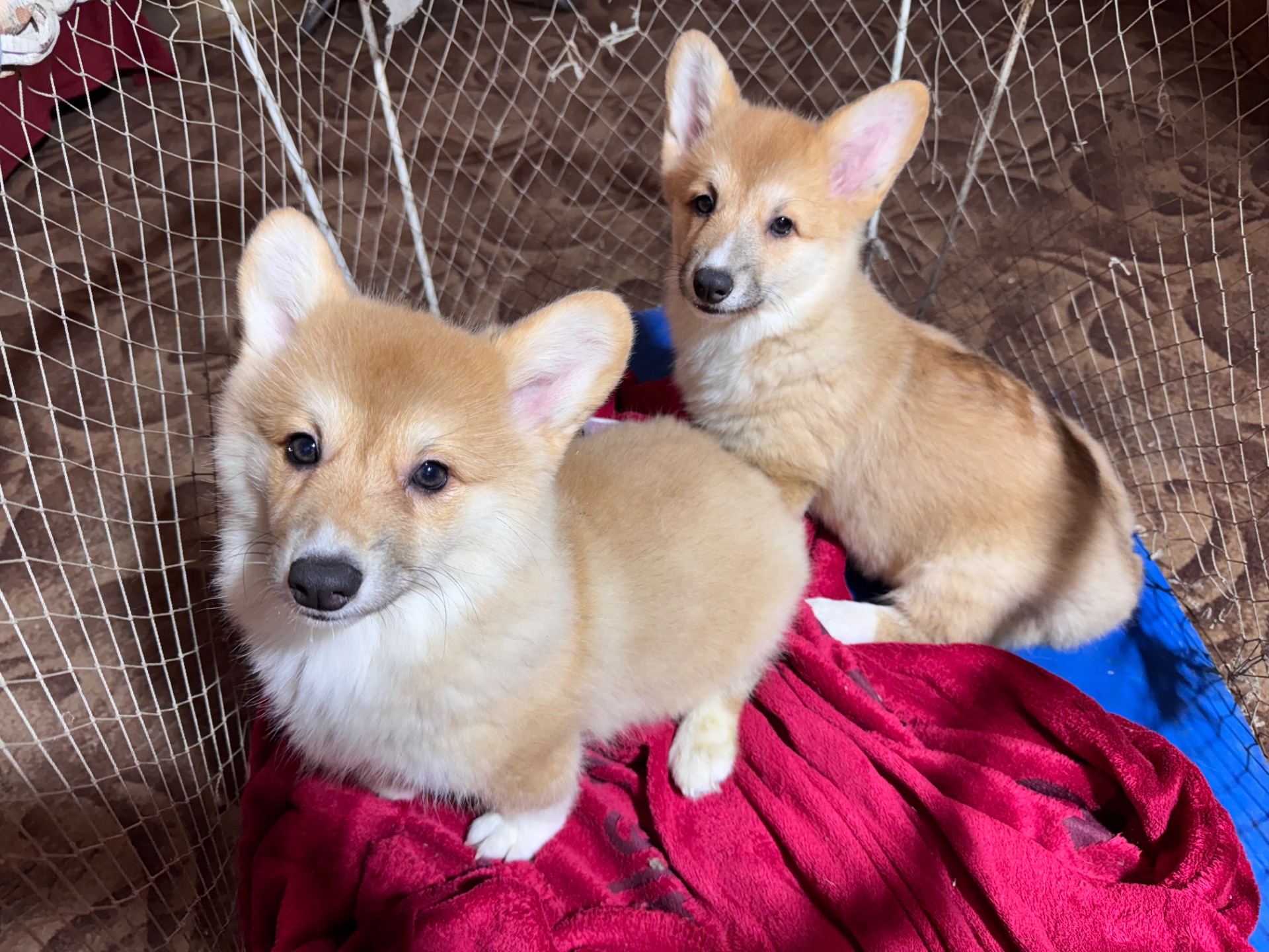 Вельш коргі Бобтейл