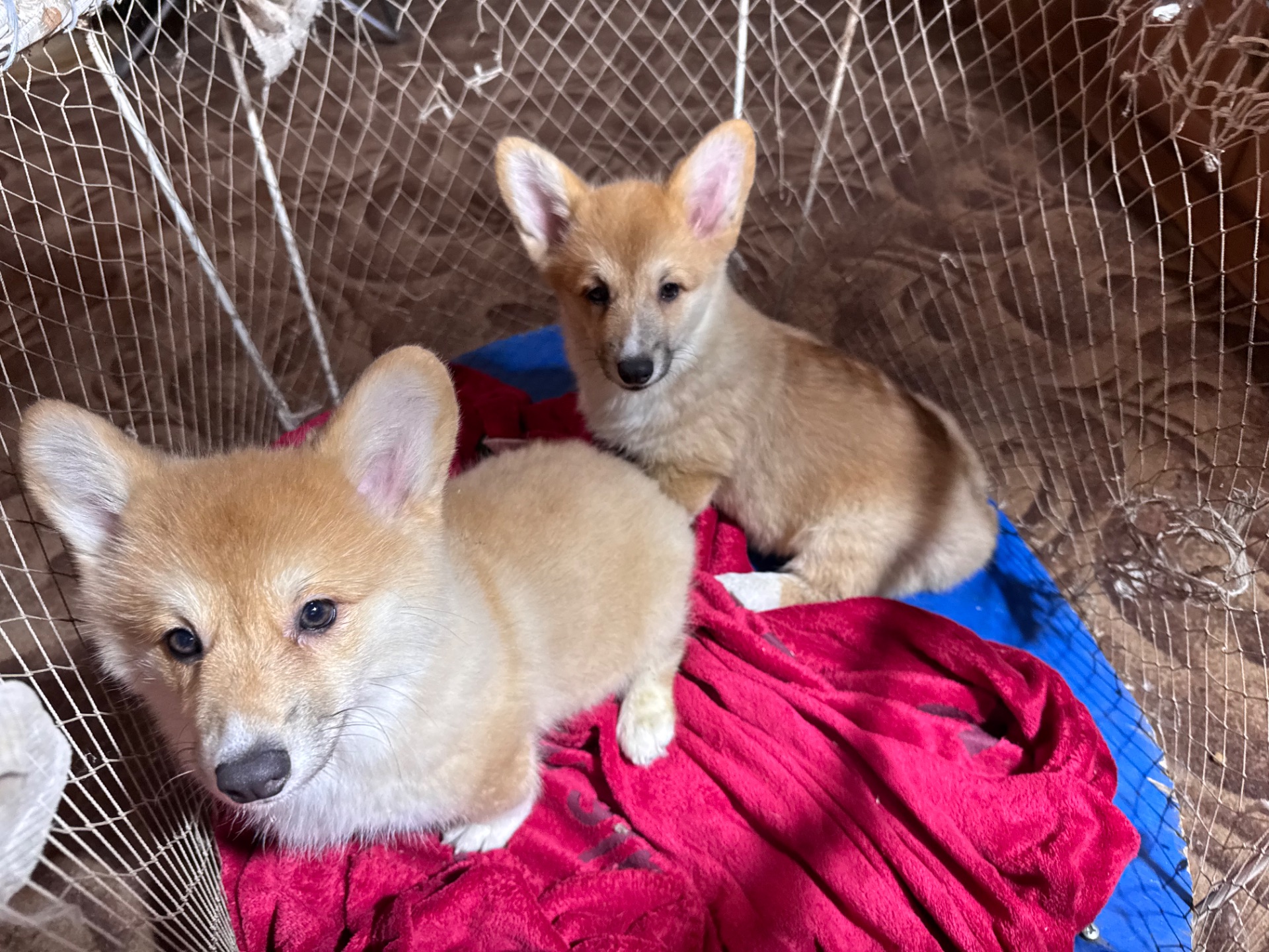 Вельш коргі Бобтейл